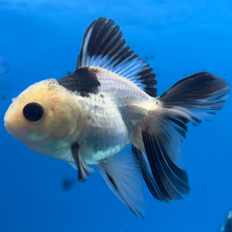 Thai Oranda Button Eye Panda 2” Body Male(CK-1299)R3B17