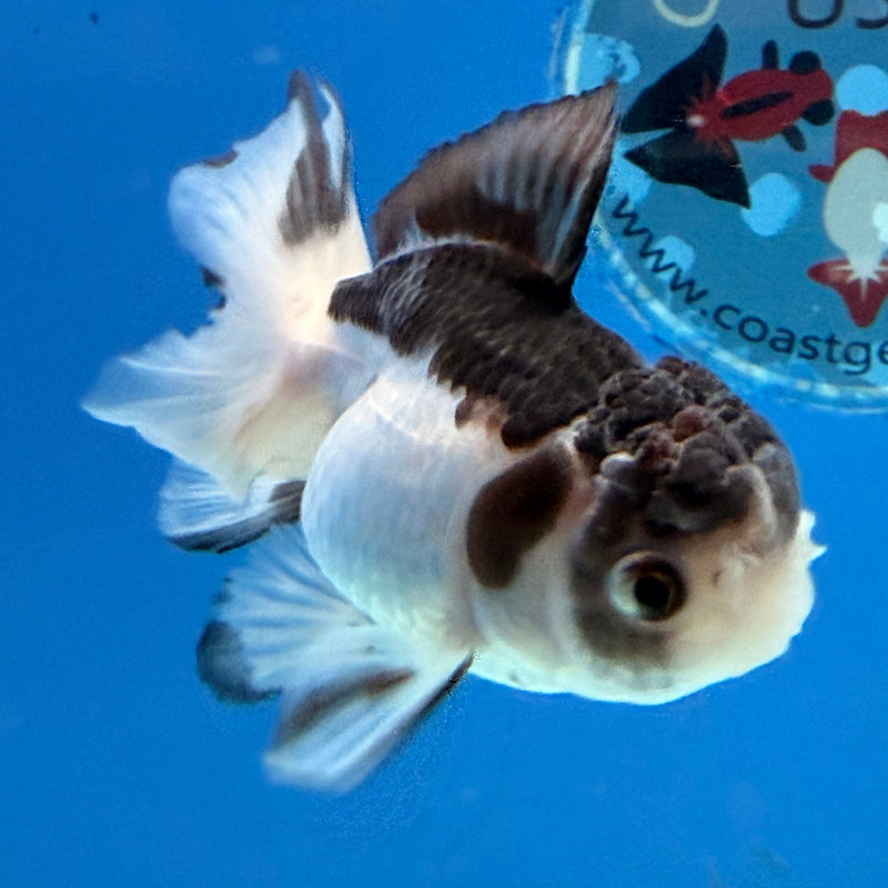 Thai Oranda Panda 2.5” Female (FEB-317)R3B08