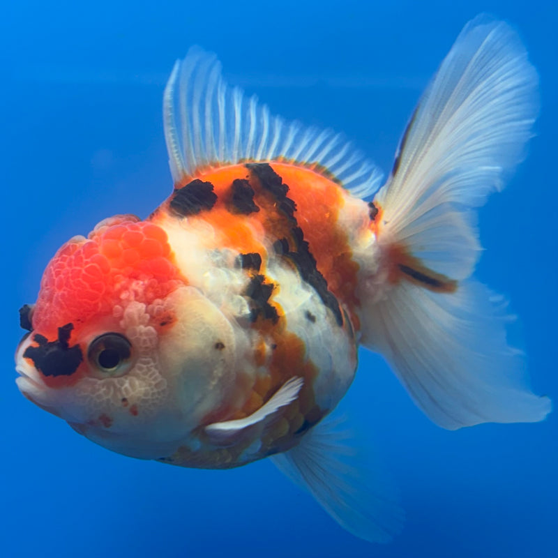 Thai Oranda Tri-Color Calico Tiger 3” Body Male(CK-684)R1A07