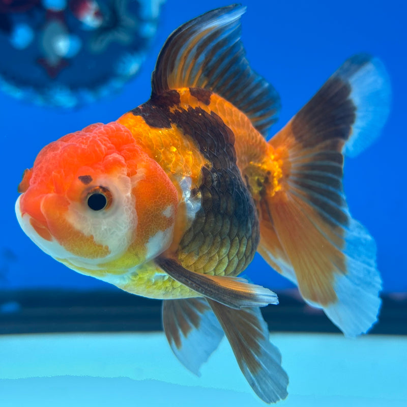 Thai Oranda Apache 2.5” Body Male(CK-853)R3B17
