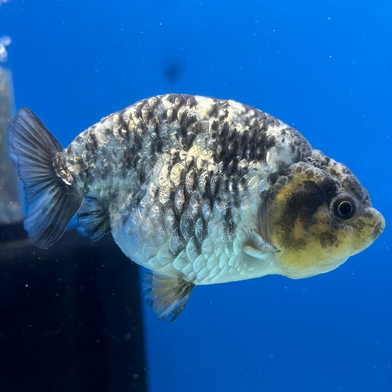 Thai Ranchu Lemon Head Granite Calico 3” Body Female(CK-1391)R1A09