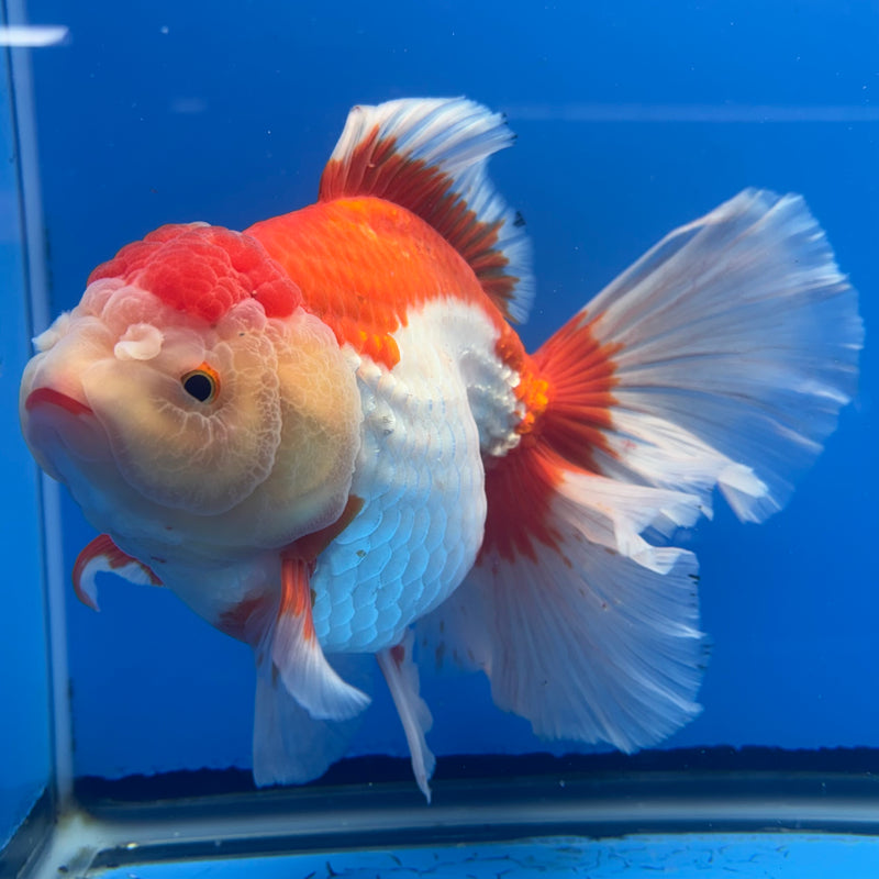 Thai Oranda JUMBO Red/White 5” Body Female(QGF-CK-1323)BLUETUB1