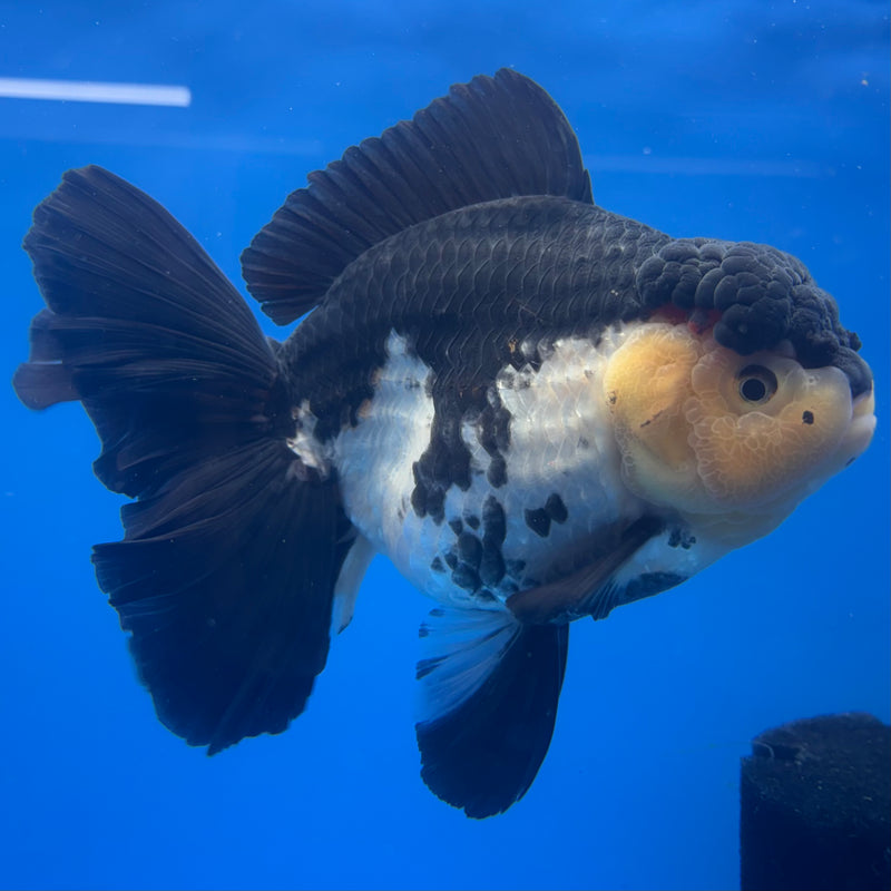 Thai Oranda JUMBO Panda 5” Body Female(QGF-CK-1327)BLUETUB1