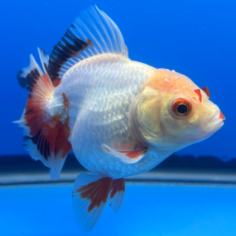 Thai Oranda Lemon Head White Apache RARE 3” Body Male(CK-729)R1B01