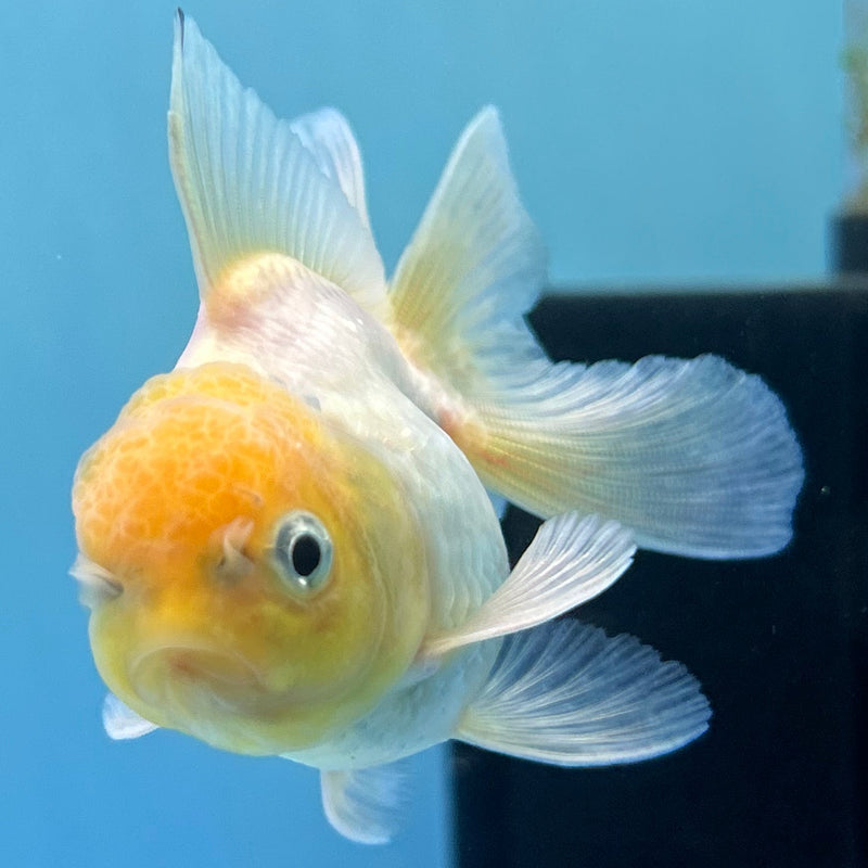 Thai White Lemon-Head Oranda 2“ Body Male (JCD-142)R4B14