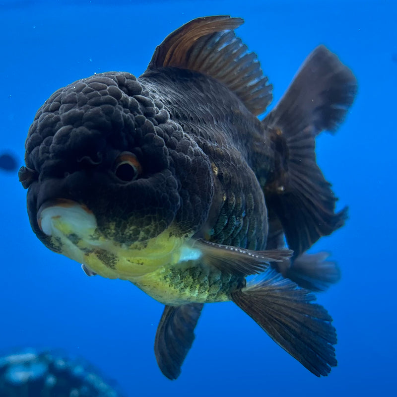 Thai Oranda Full Black 3” Body Male(CK-986)R3B07