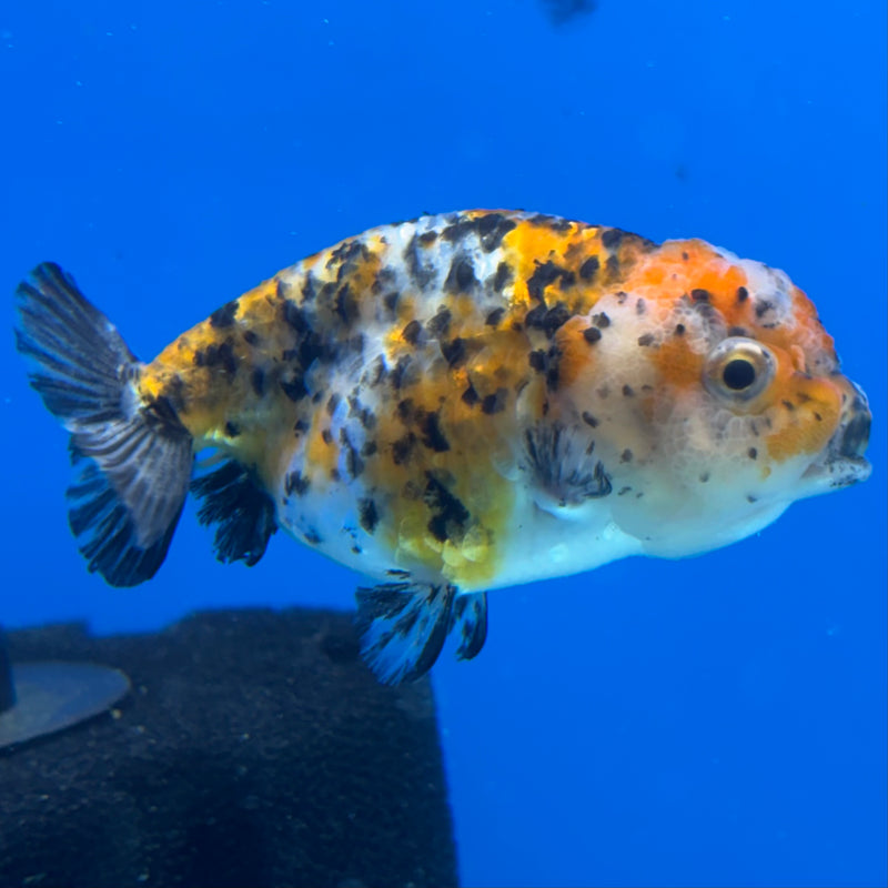 Thai Ranchu Calico 3” Body Female(CK-1387)R1A09