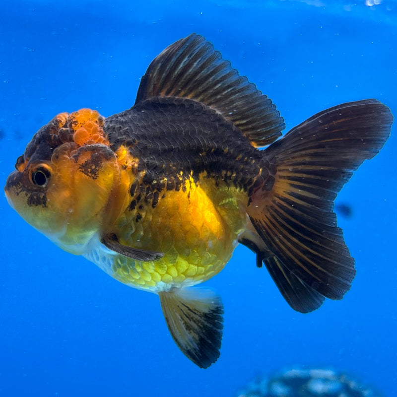 Thai Oranda Apache 2.5" Female(CK-1550)R3A16
