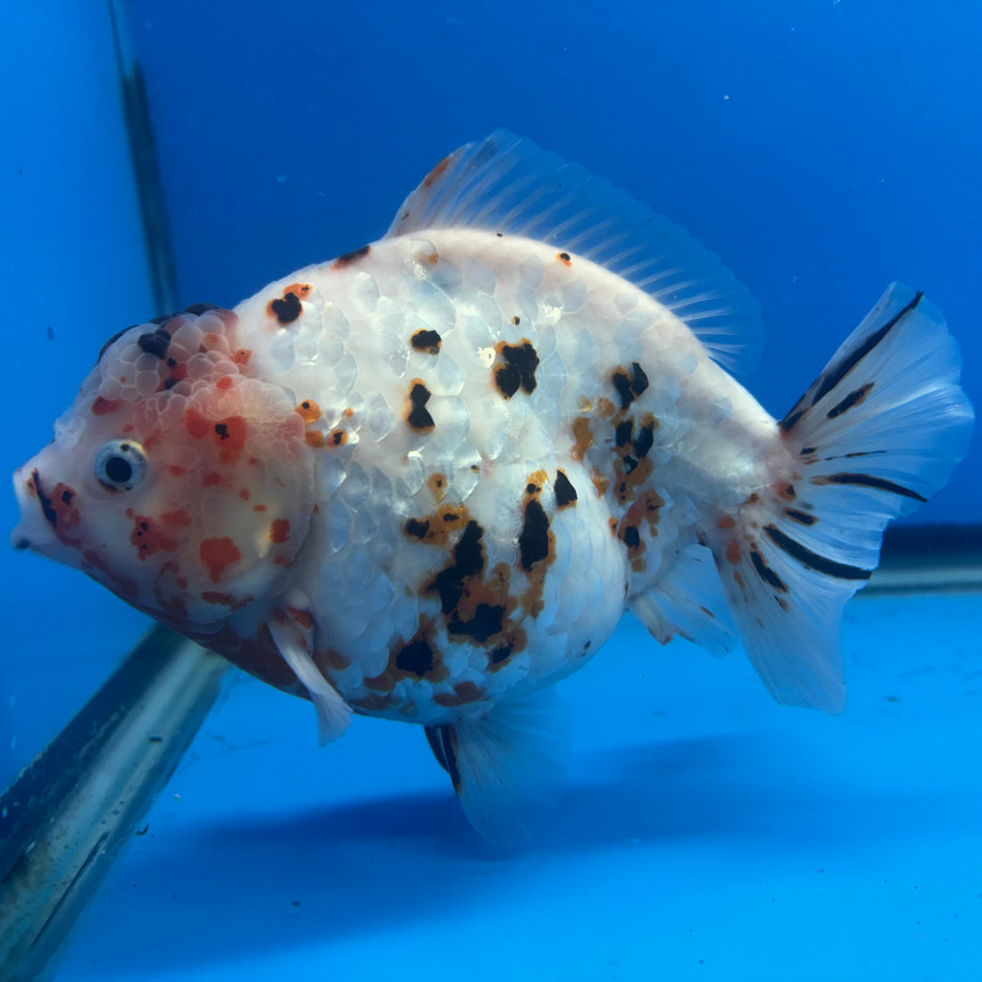 Thai Oranda Tri-Color Tiger 4" Male(NKT-CK-1567)BLUETUB-B