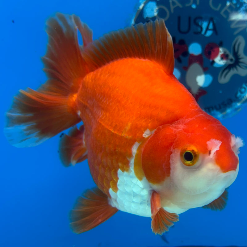 Thai Oranda Red/White 4” Body Male(CK-1519)R2A05