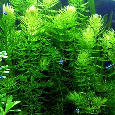 CERATOPHYLLUM DEMERSUM (HORNWORT)