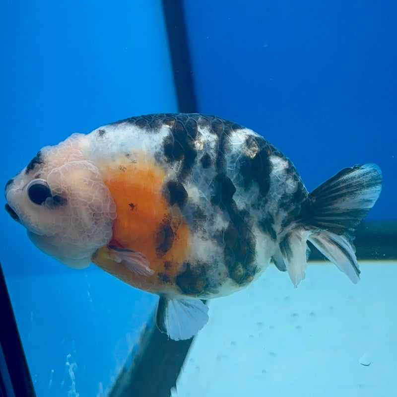 Chinese Ranchu Calico 3.5in Female (FEB-276)R1A2
