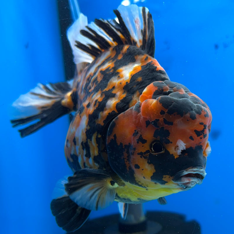 Thai Oranda Tri-Color Calico Tiger 5” Body Male(NKT-CK-1028)SHOWTANK2