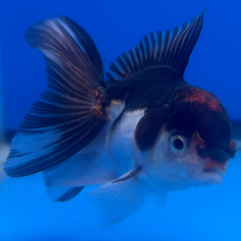 Thai Oranda Tri-Color 2.5” Body Male(CK-1256)R3B07
