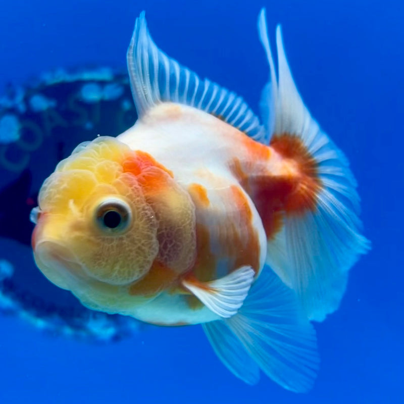 Thai Oranda Lemon Head Red/White Calico 2.5” Body Male(CK-1208)SHOWTANK