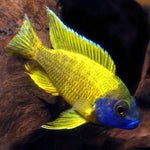 Live Freshwater Cichlid Yellow Peacock/Sunshine (Aulonocara Baenschi) (CHD-127)U013