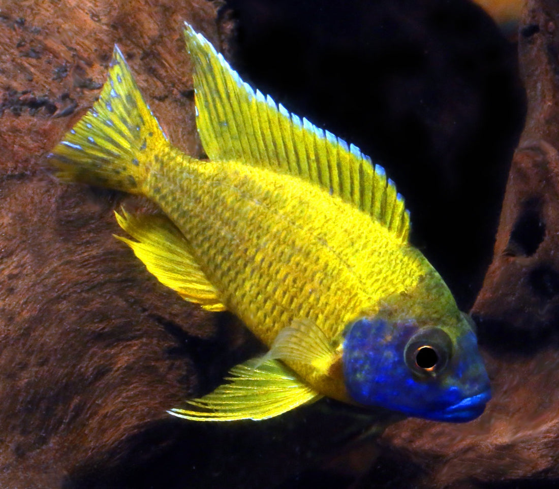 Live Freshwater Cichlid Yellow Peacock/Sunshine (Aulonocara Baenschi) (CHD-127)U013
