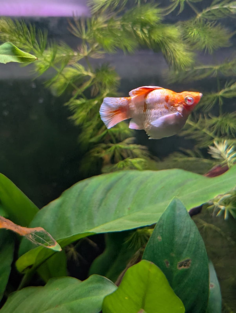 High Grade Golden Horse Balloon Molly (Poecilia sphenops)