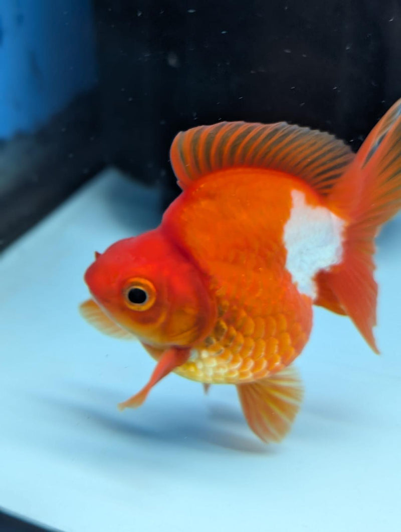 (KP-238) Red & White Thai Ryukin 2.5''Male Show Quality R3B15