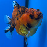 Thai Oranda Red Tiger Calico by Shogun Farm 3” Body Female(CK-1141)R3B18
