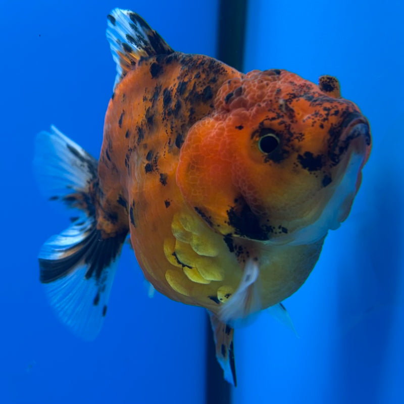 Thai Oranda SHOGUN 3” Body Female(CK-1141)R3A15