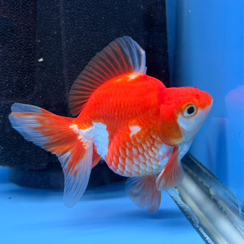(KP-242) Red & White Thai Ryukin 2.5'' Male Show Quality R3B15