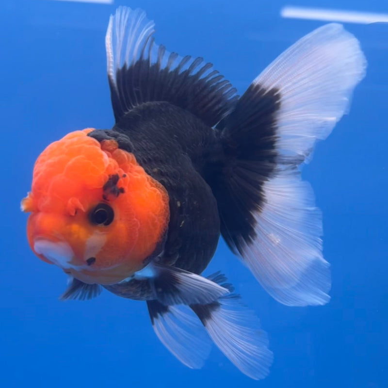 Thai Oranda Black Body Red Cap 3” Body Female(CK-655)R1A12