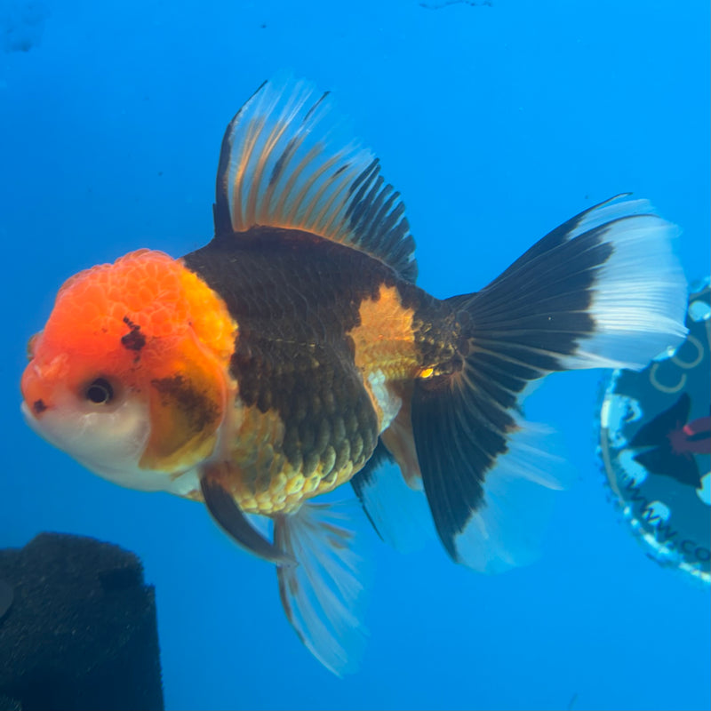 Thai Oranda Apache 3.5” Body Female(CK-906)R1BLUETUB4