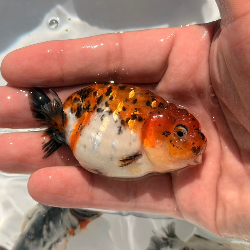 AA Calico Dragon Head Thai Ranchu 2.5'' OUR CHOICE (CGF-086)