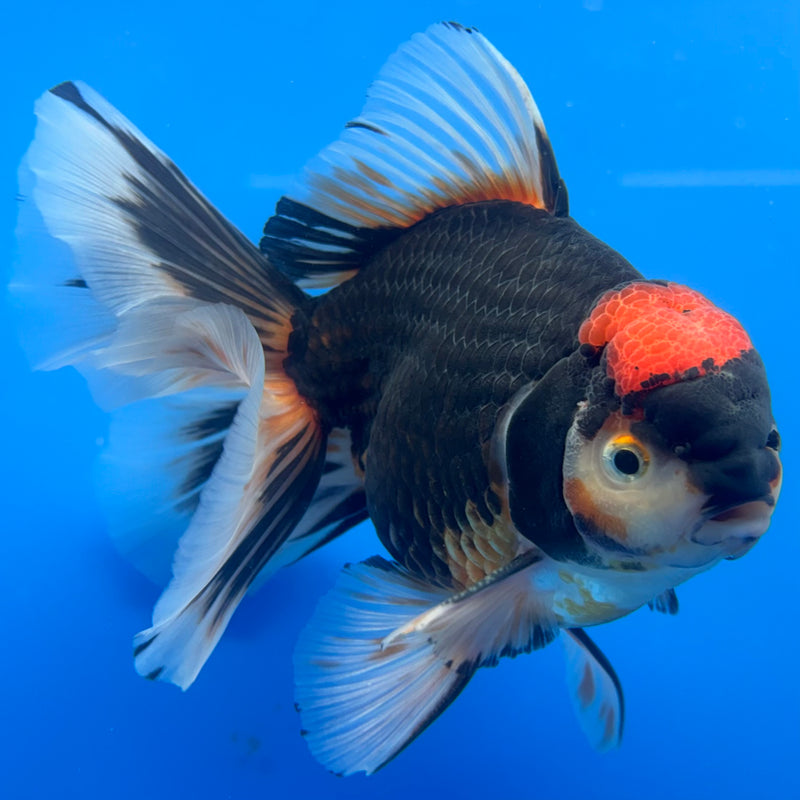 Thai Oranda Apache/Red Head 4.5” Body Male(CK-815)R1B02