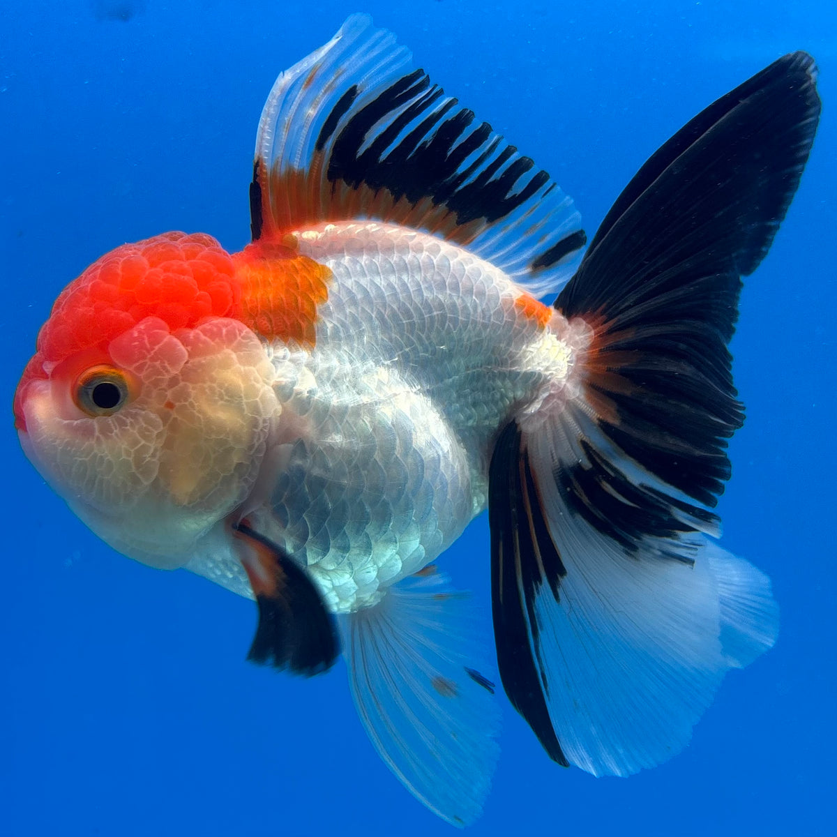 Thai Oranda Tri-Color 3.5” Female(CK-1627)R2A08