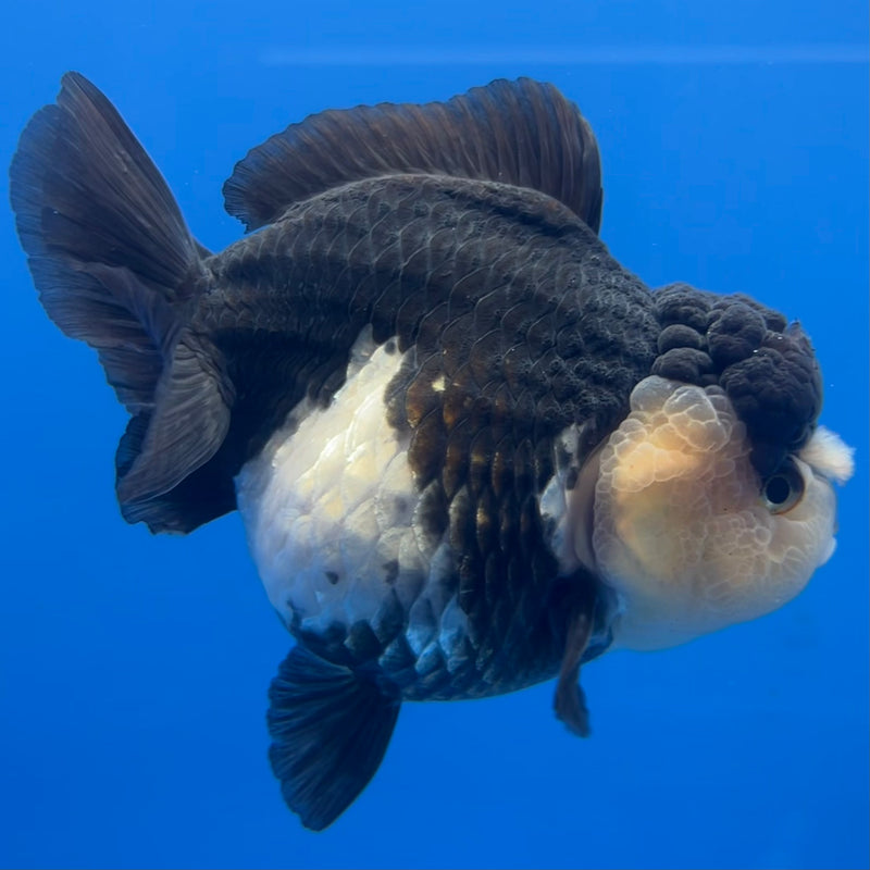 Thai Premium Oranda Yuanbao Panda 4” Body Female(CK-750)R1BlueTub4