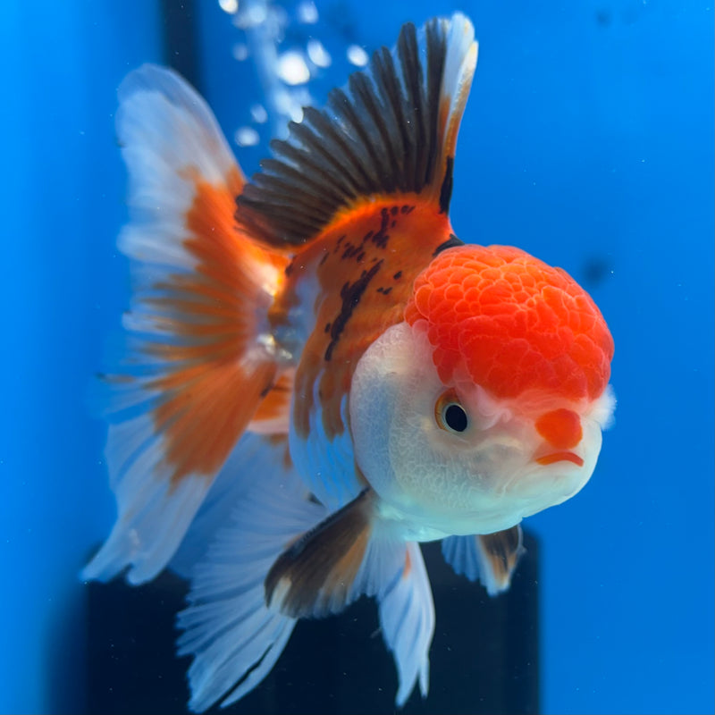 Thai Oranda Apache/Tri-Color 3” Body Male(CK-954)R3B17