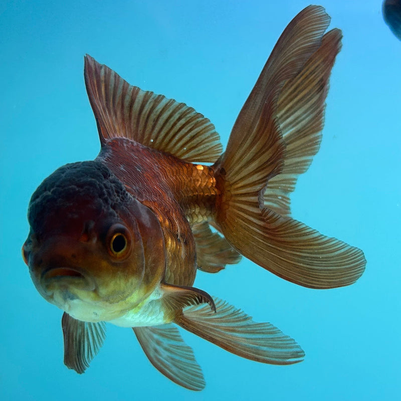 Thai Black Oranda 2.5”Body Female (JCD-069)R4C02