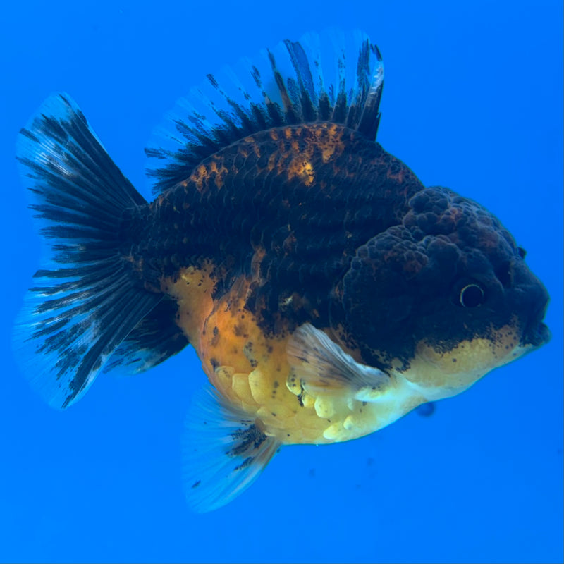 Thai Oranda SHOGUN 3” Body Female(CK-1159)R3A09