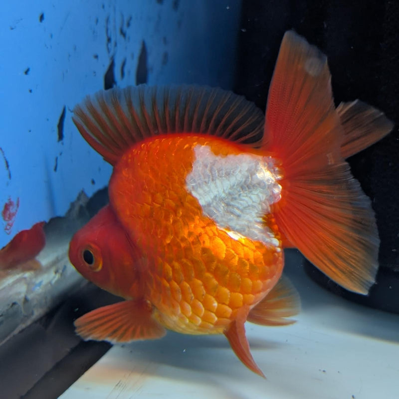(KP-238) Red & White Thai Ryukin 2.5''Male Show Quality R3B15