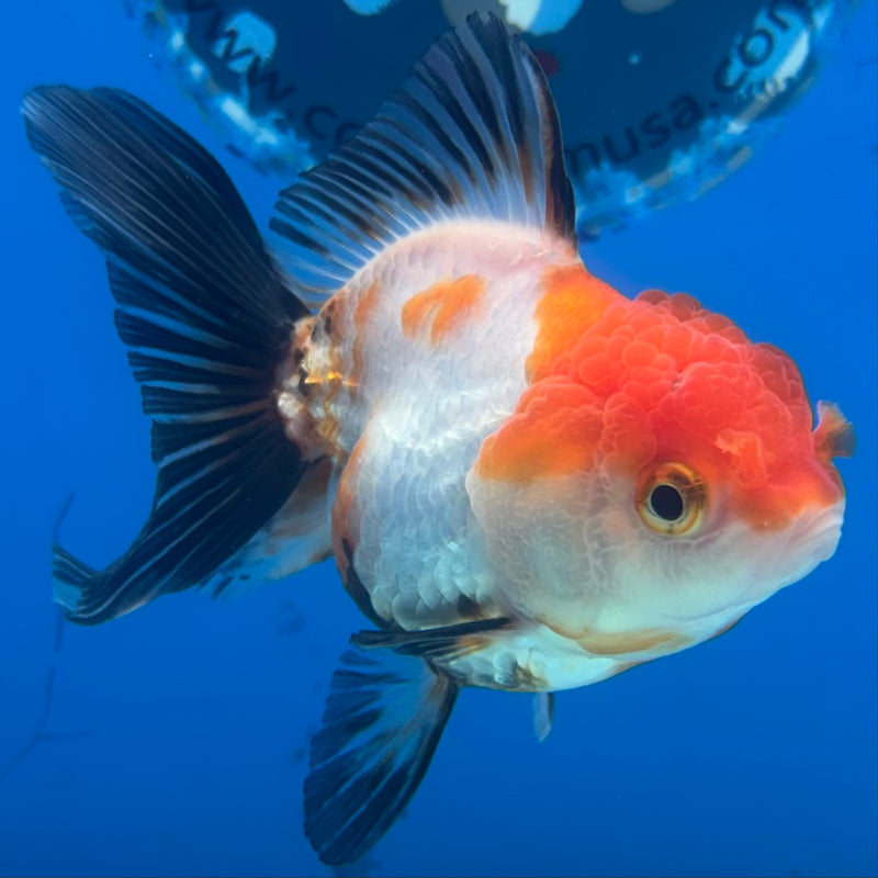 Thai Oranda NOK Apache 2.5” Body Female(NOK-CK-1182)R3B15