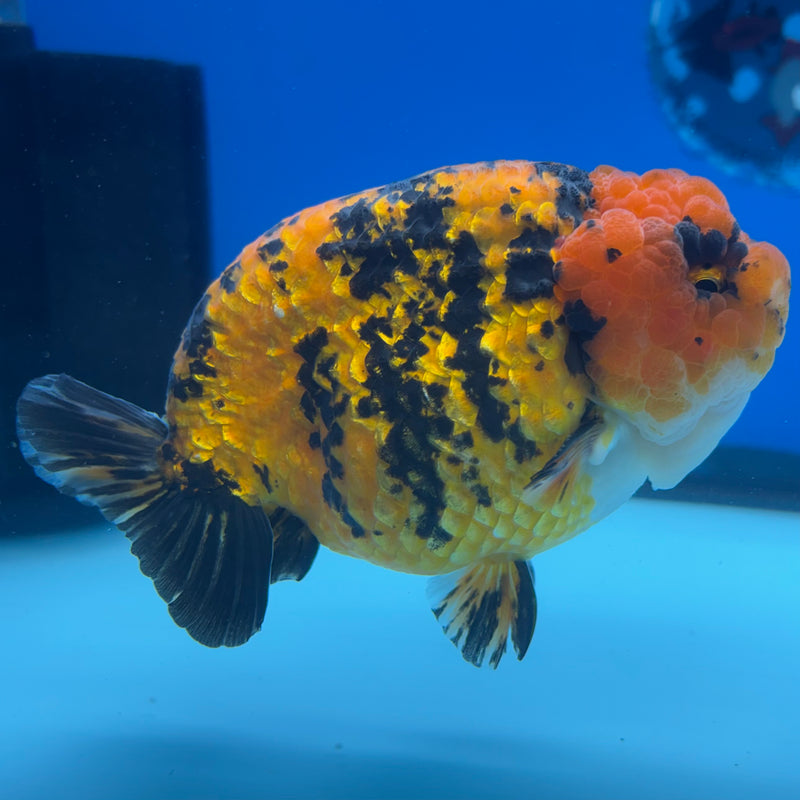 Thai Ranchu JUMBO Tiger Calico 4.5” Body Male(BIN-CK-1053)SHOWTANK2