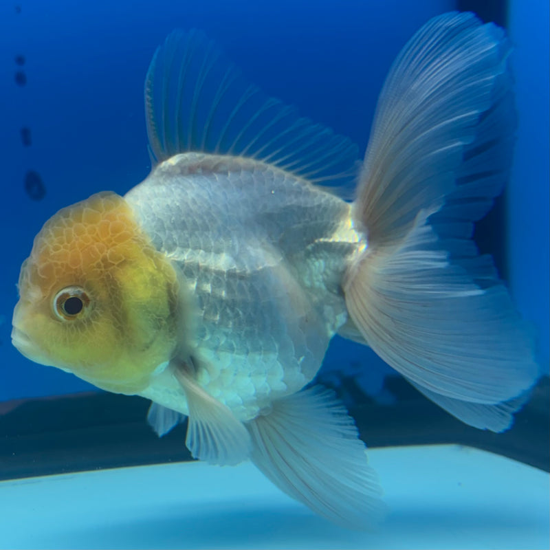 Thai Oranda Lemon Head White 3” Body Male(CK-901)R3A12
