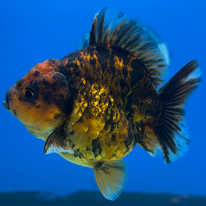Thai Oranda SHOGUN 3” Body Female(CK-1158)R3A09