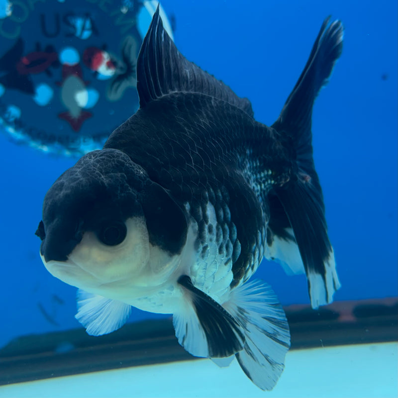 Thai Oranda Panda 3.5” Body Male(QGF-CK-1079)SHOWTANK