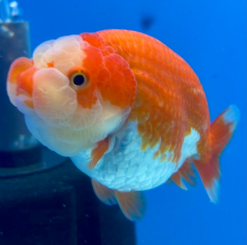 Thai Ranchu Red/White 3.5” Body Male(CK-1124)R1B05