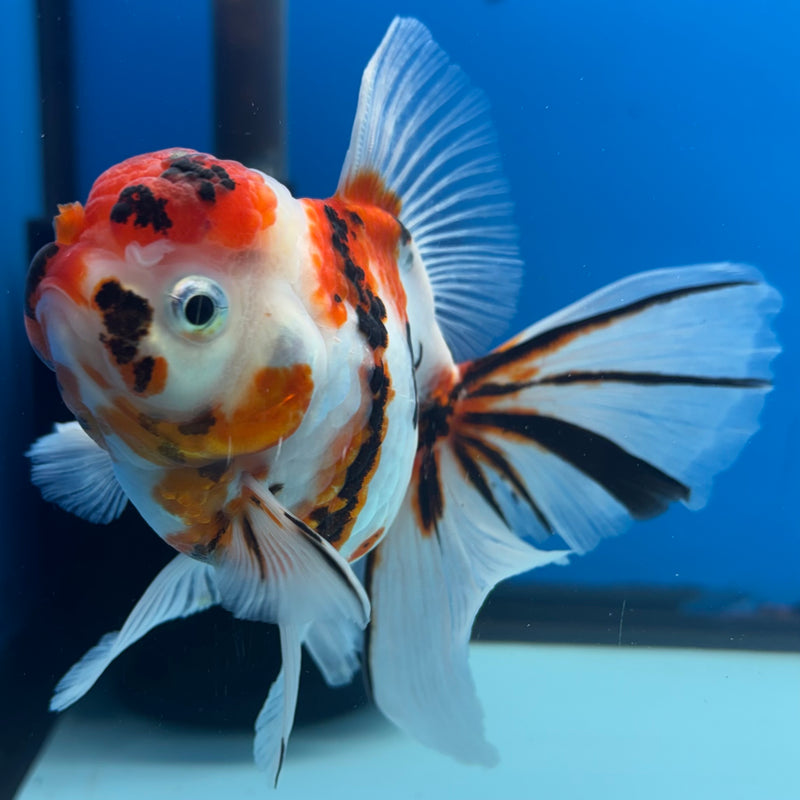 Thai Oranda Tri-Color Tiger Calico 3.5” Female(BIN-CK-1066)SHOWTANK2