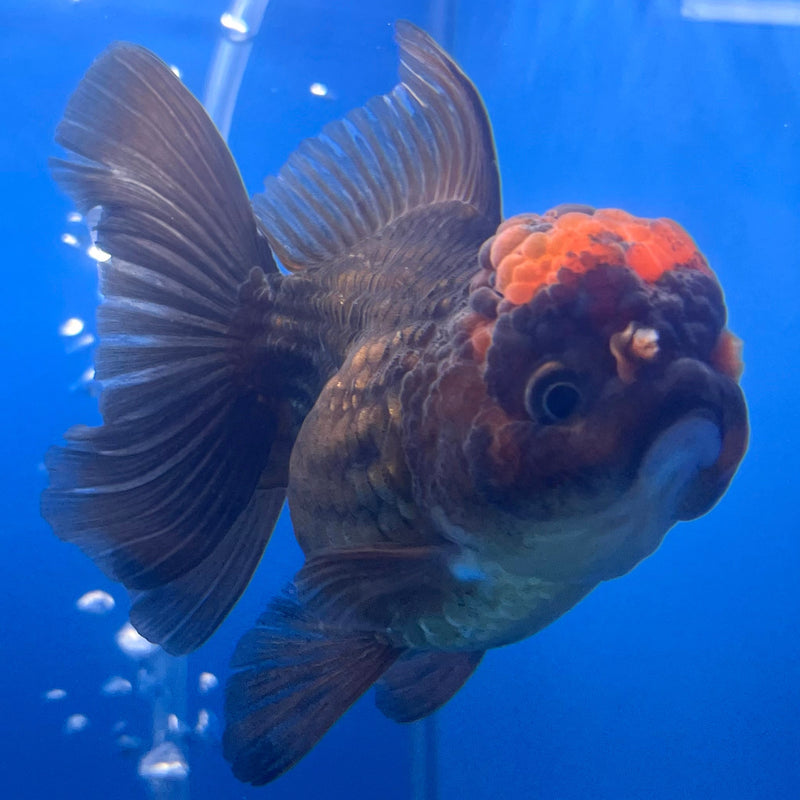 Thai Oranda Black Body Red Cap 3” Body Female(CK-659)R1B11