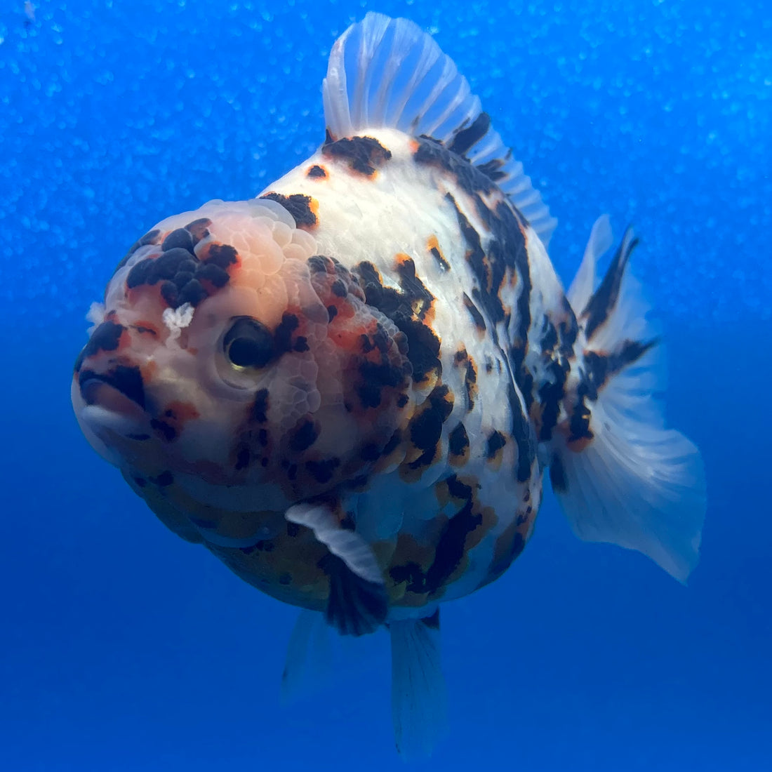 Thai Oranda Tri-Color Tiger 4" Female(NKT-CK-1571)BLUETUB-B