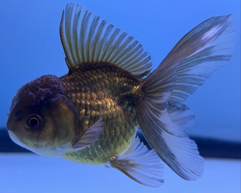 Thai Black Oranda 2”Body Male (JCD-027)R4B07