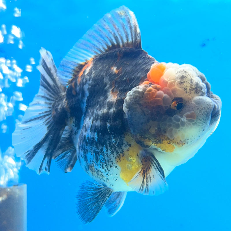 Thai Oranda Tri-Color Calico 3” Body Male(QGF-CK-1093)SHOWTANK