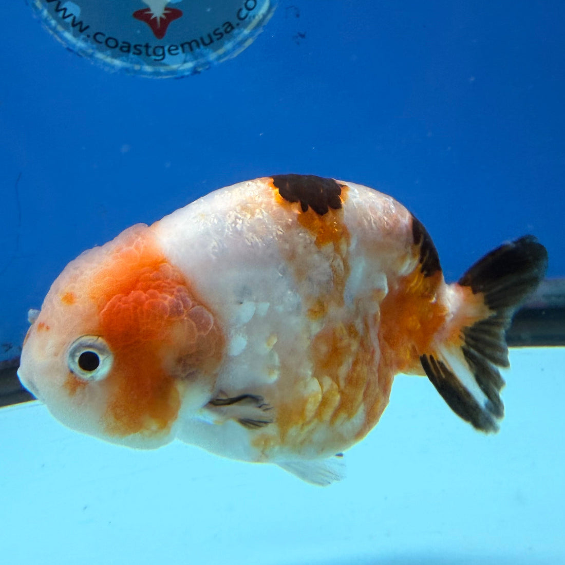 Chinese Ranchu Tri-Color Sakura 3.5in Female (FEB-309)BLUETUBC