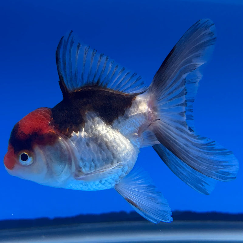 Thai Oranda Tri-Color 2.5” Body Female(CK-1309)R3B14
