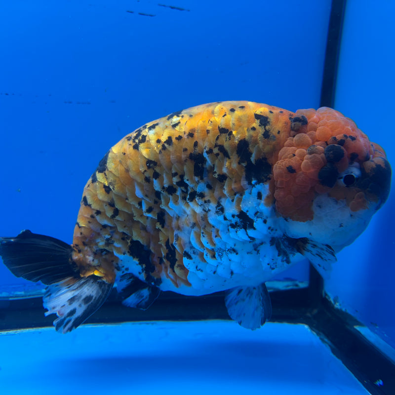 Thai Super Jumbo Calico Ranchu 6” Body Male(CK-CRP-JO1135)